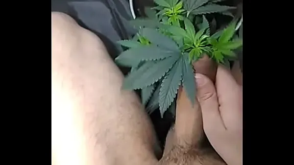 观看总管d. gay jerking off for a plant